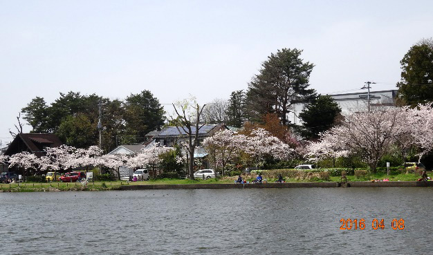 北山池公園の桜
