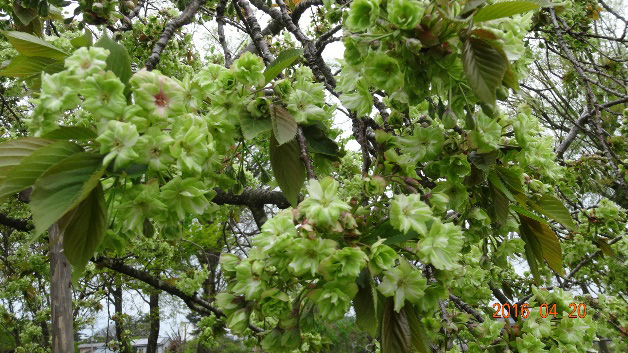 北山池公園の緑の桜「御衣黄」